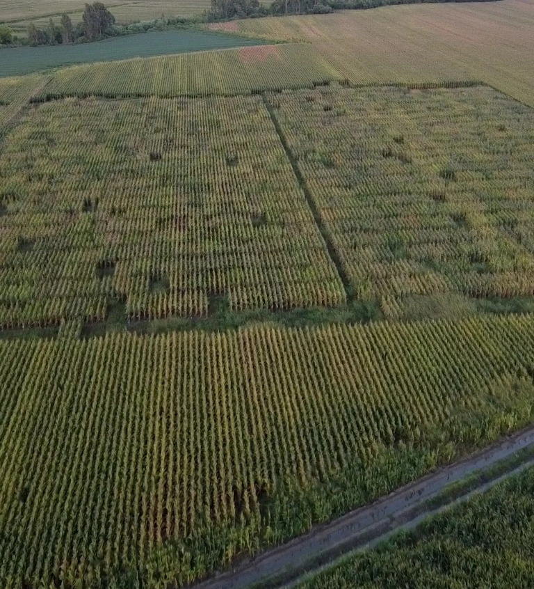 ترخيص الأصناف والخطوط