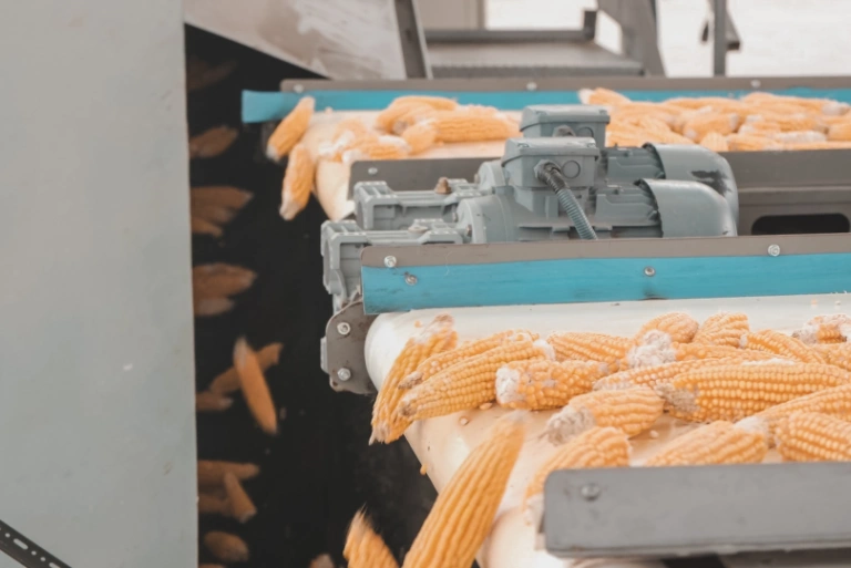 Hibrit mısır ve ayçiçeği tohumu işleme hizmeti