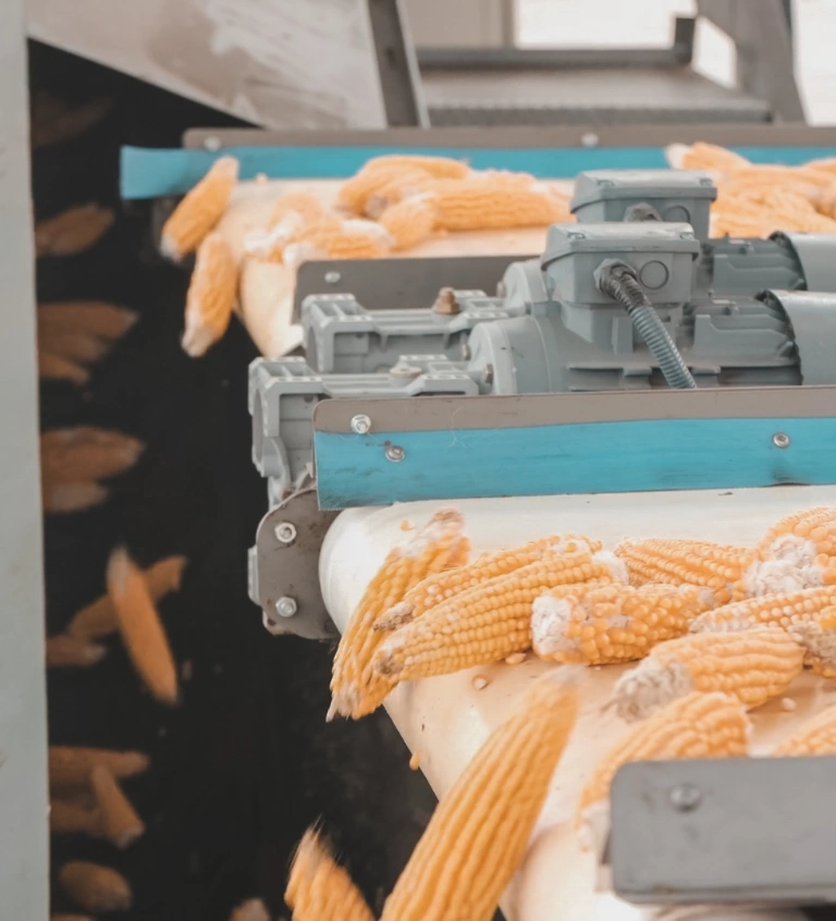 Hibrit mısır ve ayçiçeği tohumu işleme hizmeti