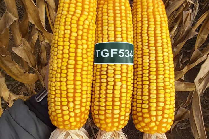 TG F534